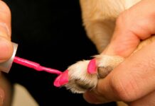 dog nail polish
