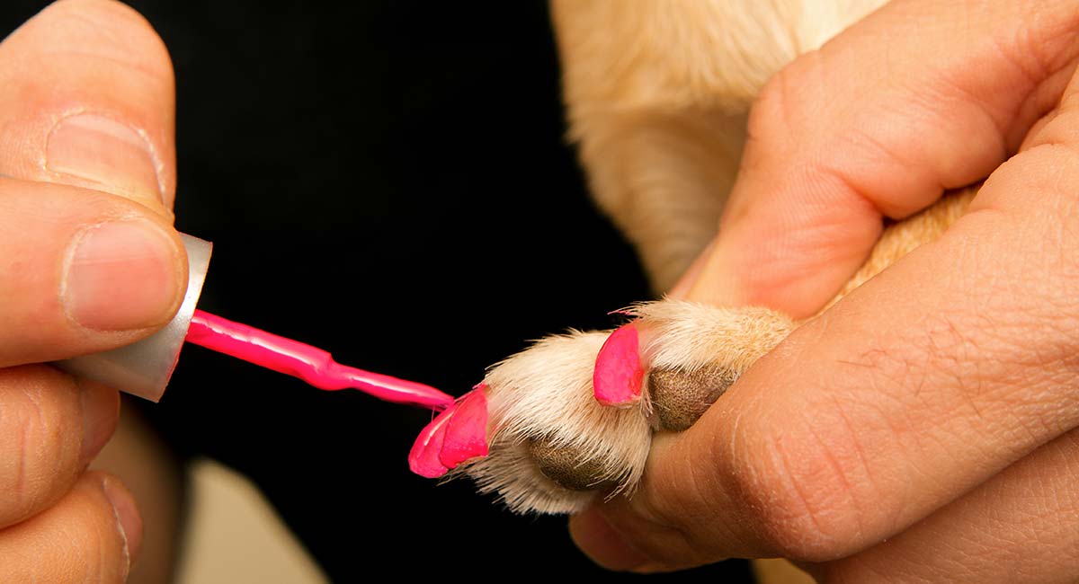 how do you paint a dogs nails