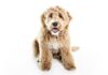 Golden Labradoodle