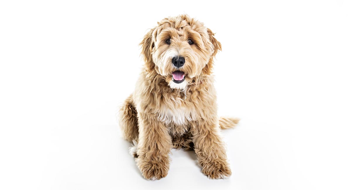 labradoodle and golden retriever