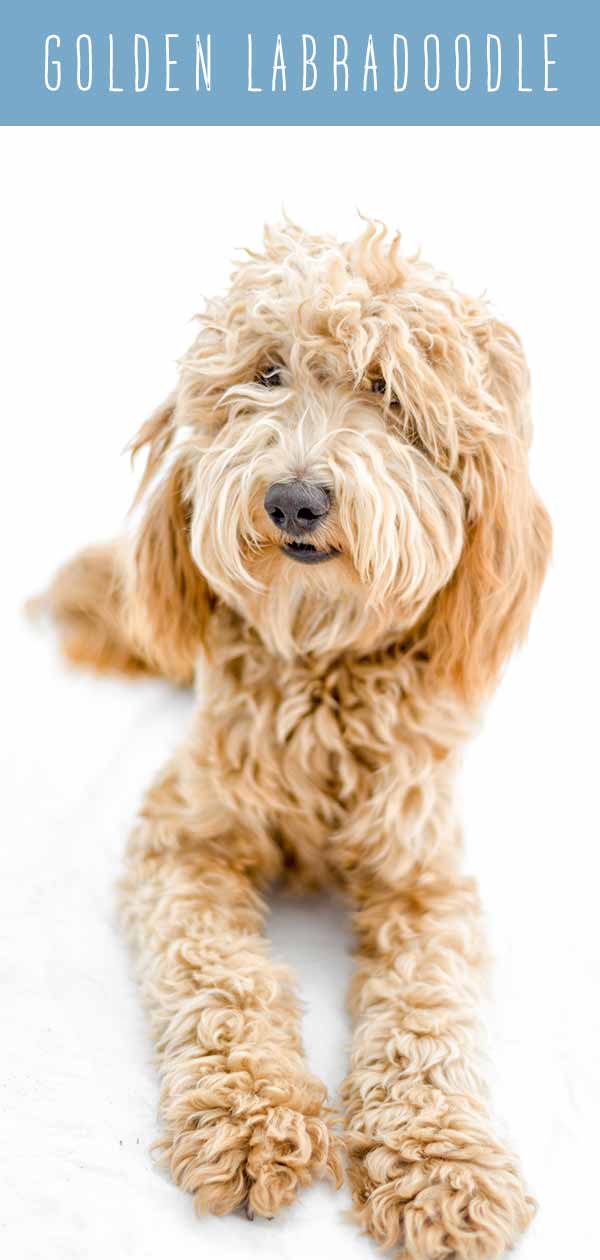 Fra Specialitet Skole lærer Golden Labradoodle - What To Expect From This Popular Cross