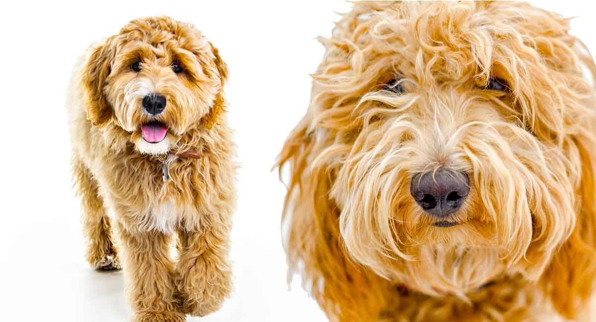 labradoodle and golden retriever