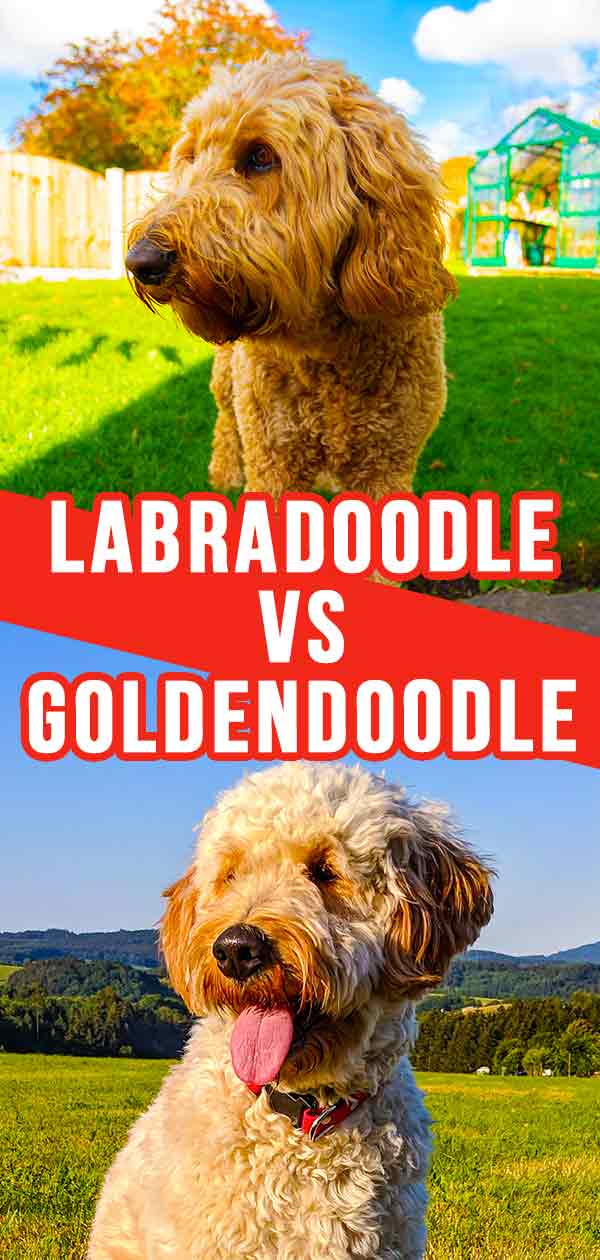 labradoodle vs goldendoodle