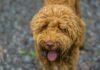 Red Labradoodle