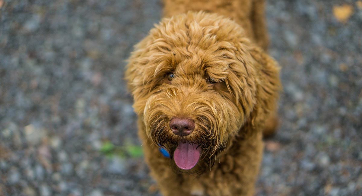 chocolate labradoodle with blue eyes