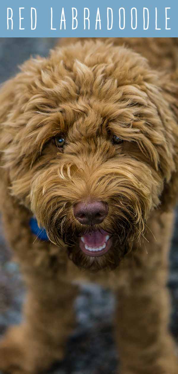 labradoodle eyes