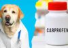 carprofen for dogs