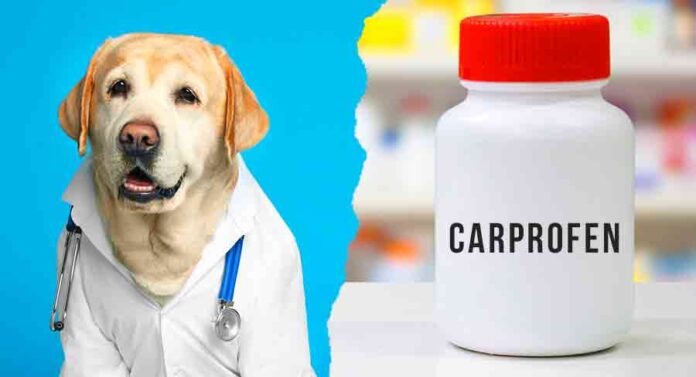 carprofen for dogs