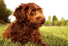 Standard Labradoodle Growth Chart