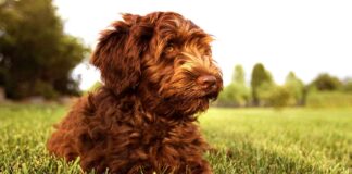 australian labradoodle