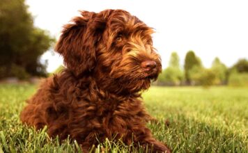 australian labradoodle