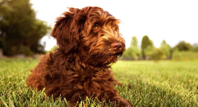 australian labradoodle