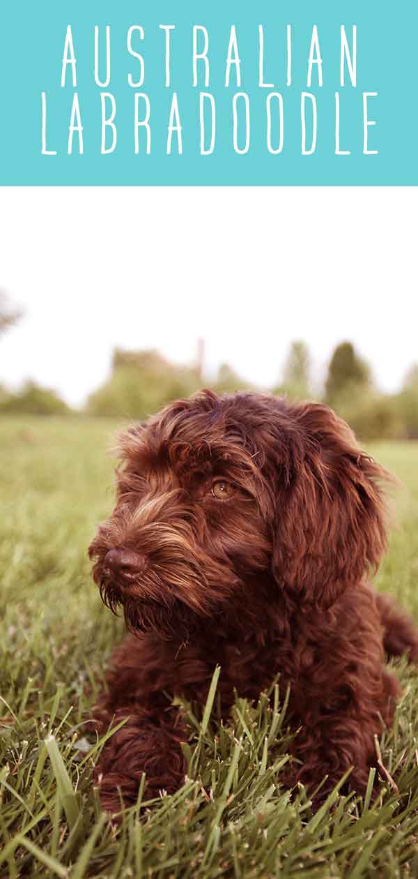 labradoodle aggressive biting