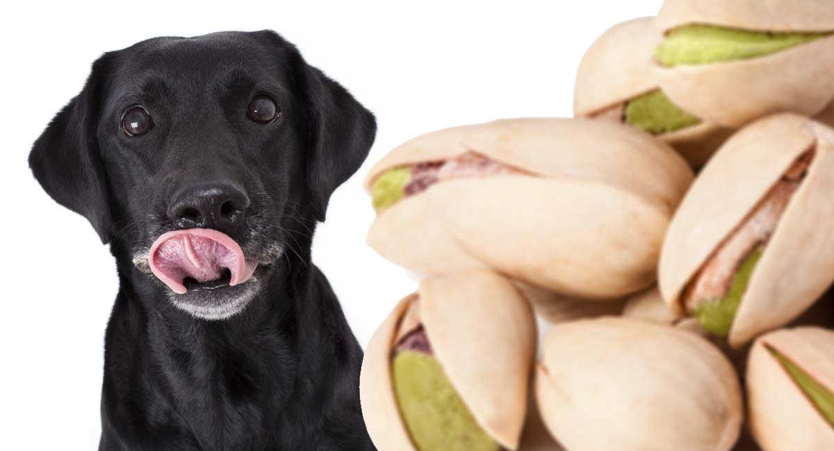 are dogs allowed nuts