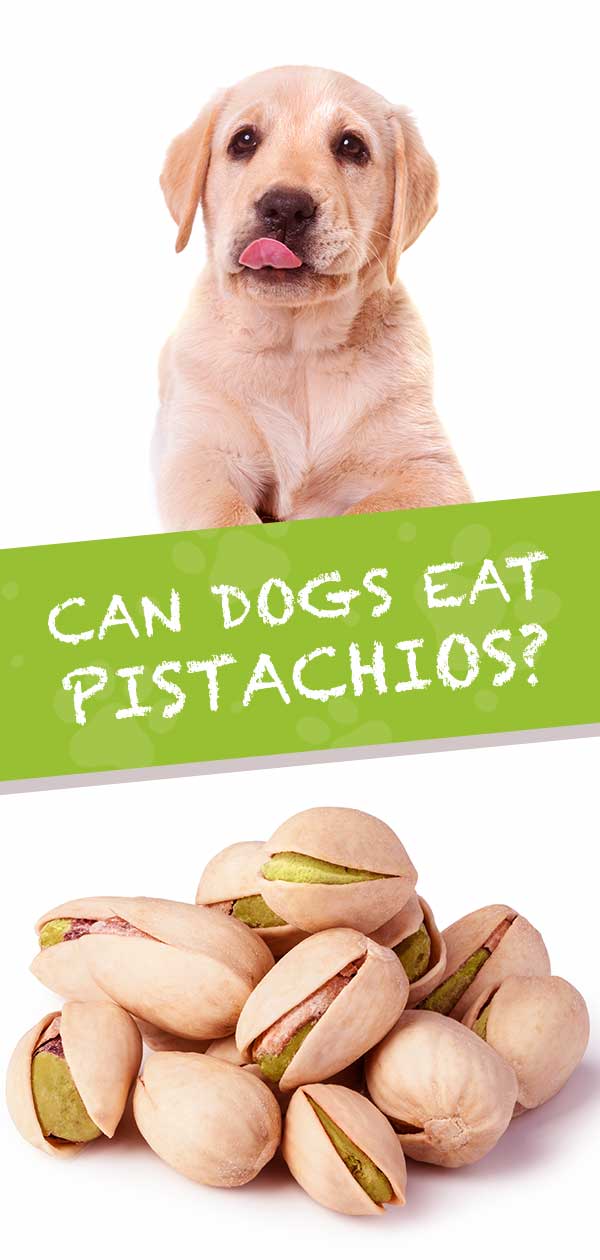 can dogs have pistachios