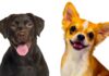 chihuahua lab mix