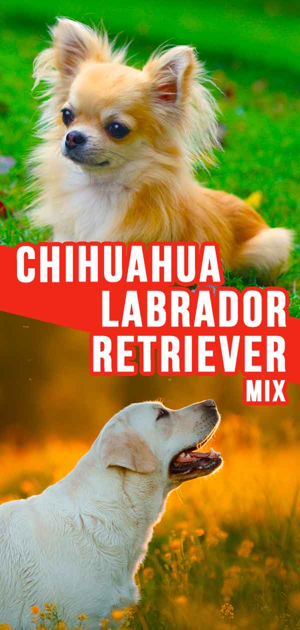 labrador chihuahua