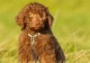 chocolate labradoodle