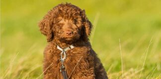 chocolate labradoodle