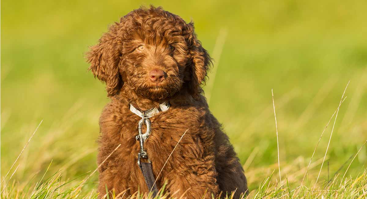 Chocolate Labradoodle – What To Expect From This Beautiful Shade