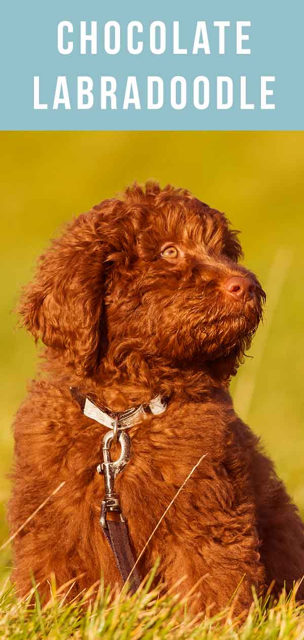 chocolate labradoodle