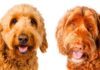 labradoodle vs goldendoodle