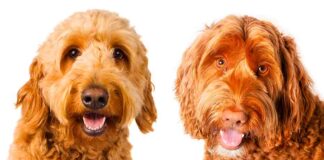 labradoodle vs goldendoodle