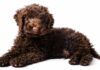 Toy Labradoodle