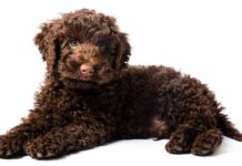 blue heeler labradoodle mix