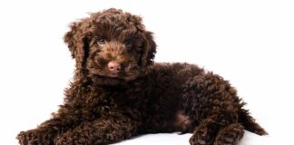 Toy Labradoodle
