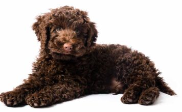 Toy Labradoodle