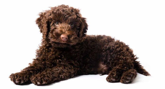 Toy Labradoodle