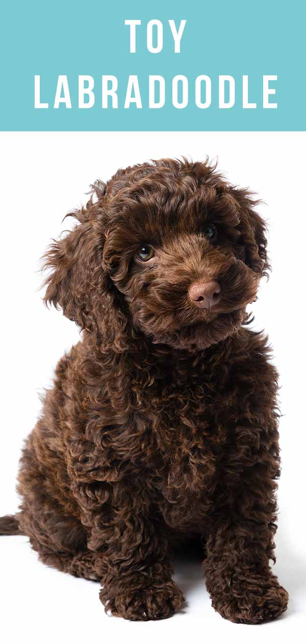 poodle toy chocolate