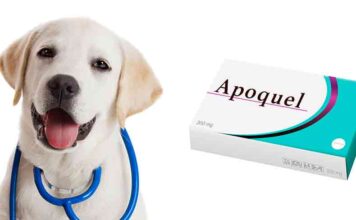 apoquel for dogs