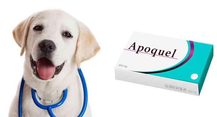 apoquel for dogs