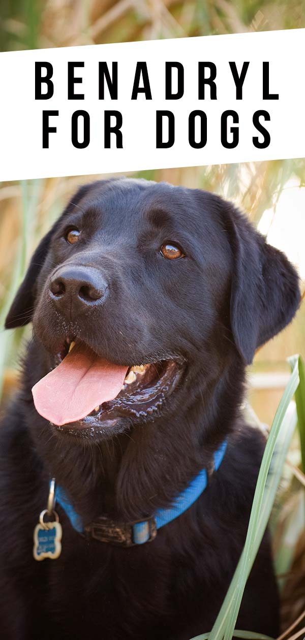 Benadryl For Dogs Liquid Dosage www npssonipat