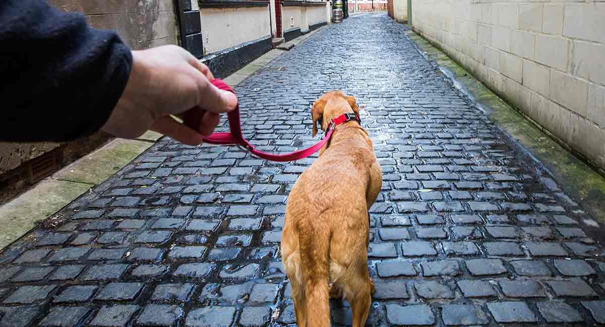 best dog leash for chewers