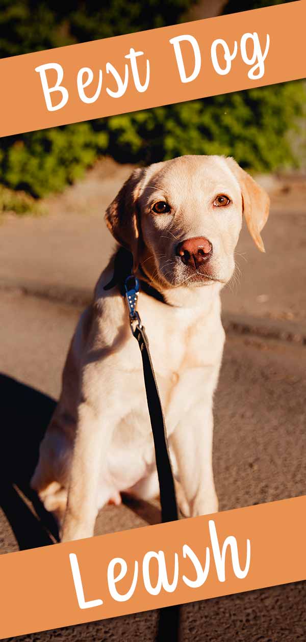 best dog leash for chewers