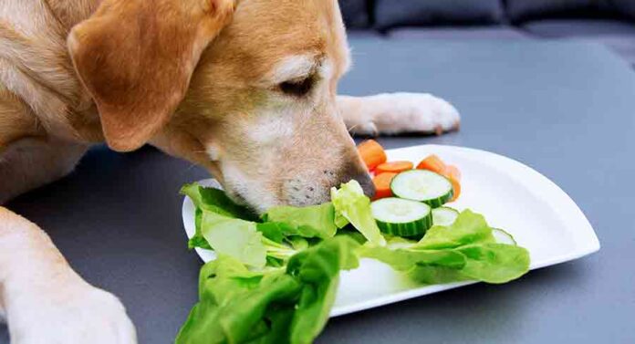 Can Dogs Eat Cucumbers