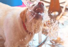 How Much Water Should A Dog Drink - A Daily Water Guide