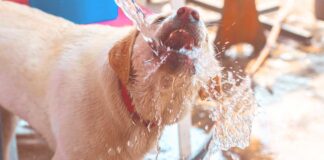 How Much Water Should A Dog Drink - A Daily Water Guide