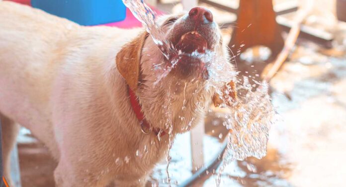 How Much Water Should A Dog Drink - A Daily Water Guide