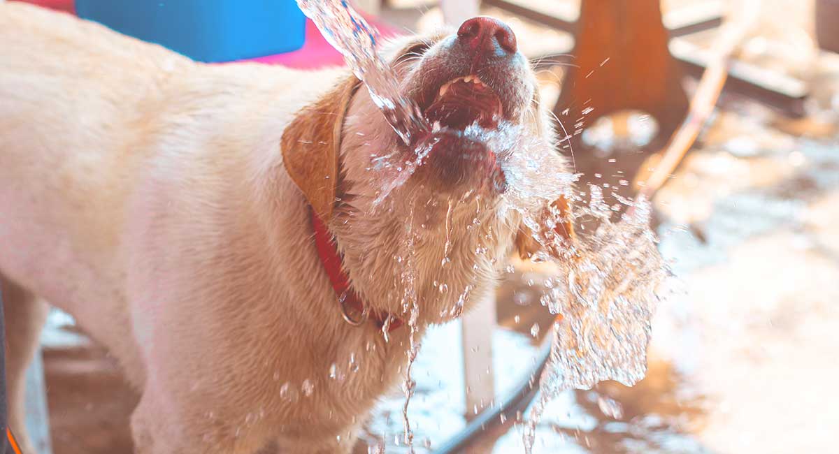 old dog drinking more than usual