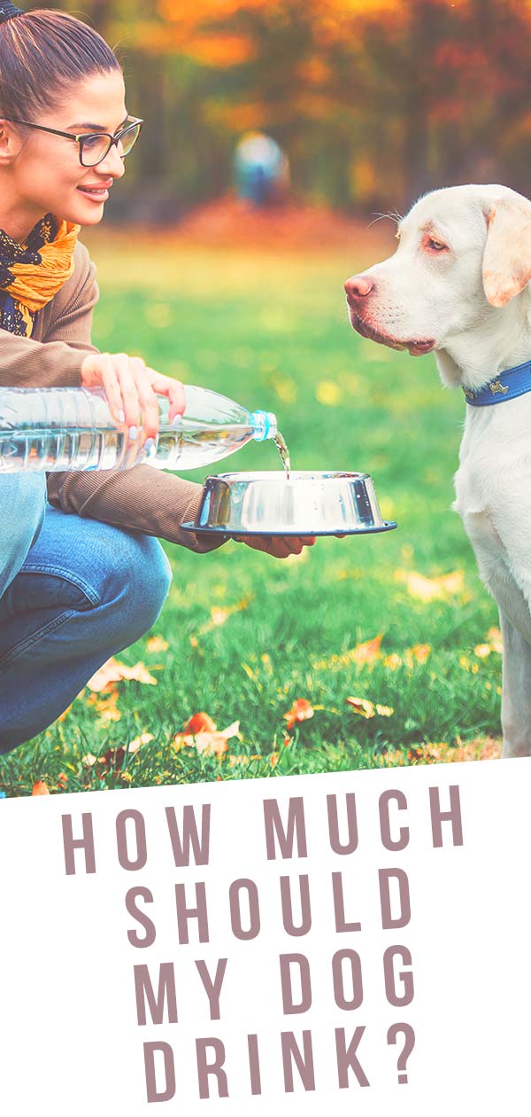 How Much Water Should A Dog Drink - A Daily Water Guide