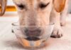 Dog Drinking A Lot Of Water - A Guide To Excessive Thirst In Dogs