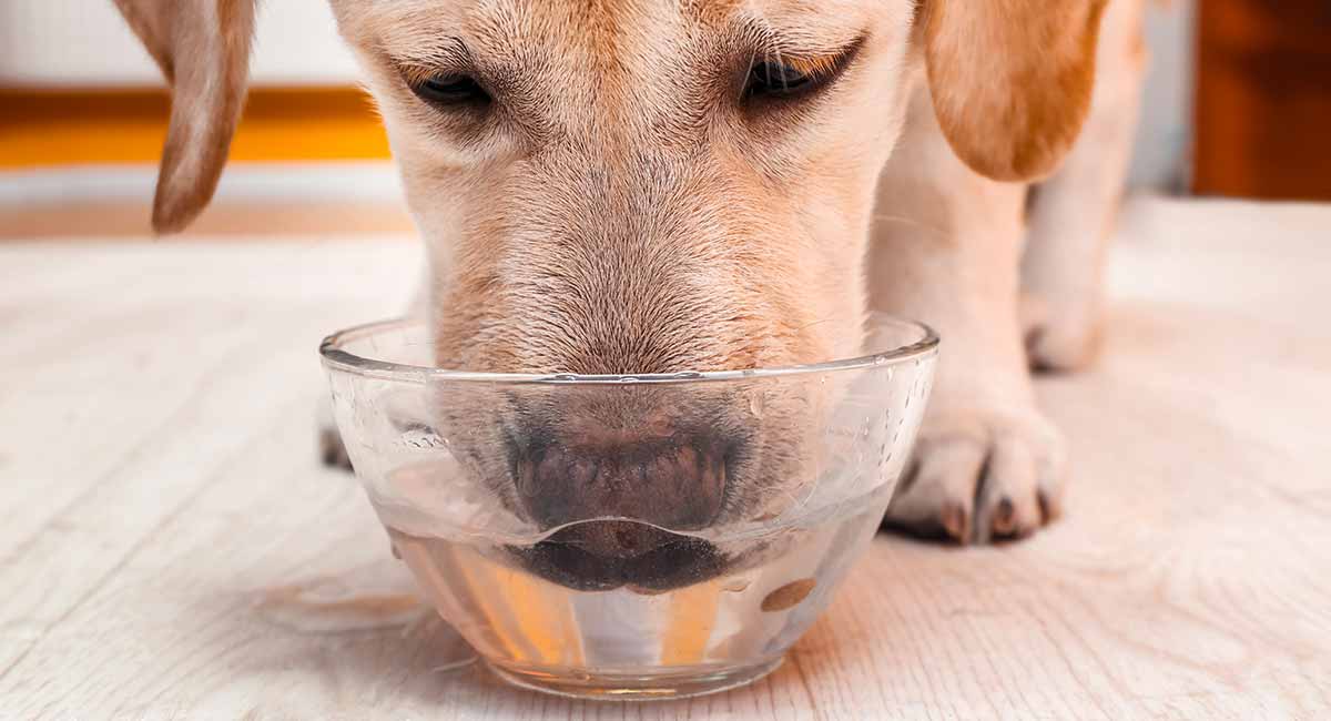 dog drinks water and throws up