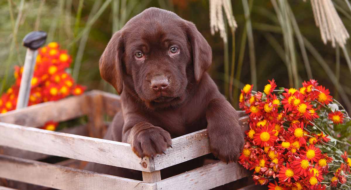 dog repelling plants