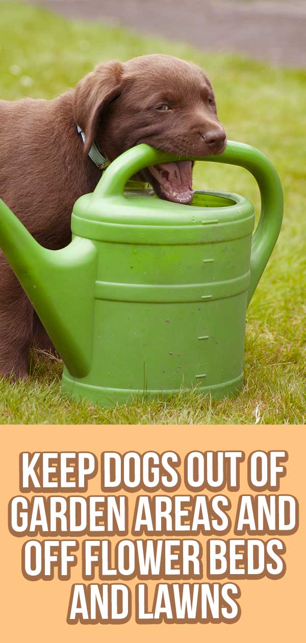 How To Keep Dogs Out Of Garden Areas - Dog Repellents vs Training