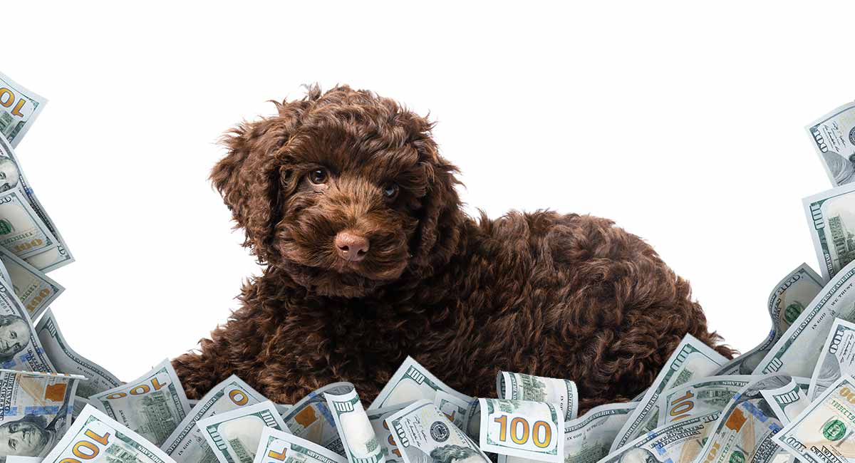 Labradoodle Cost - What Is The Price Of This Popular ...