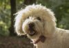 Labradoodle